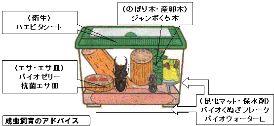 角丸四角形 1 オオクワガタのライフサイクル オオクワガタは 気候や食べているエサ 産卵した時期 又 オスかメスかによっても成長や活動期が大きく 違ってきますが ライフサイクルは大きく分けて 次の２つのパターンがあると考えられています